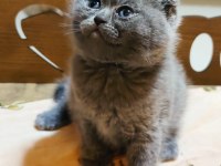 2 aylık dişi british shorthair yavrular ailelerini arıyorlar