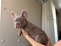 EGZOTİK FRENCH BULLDOG YAVRULAR