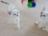 2 dişi 3 erkek 55 günlük yavru british shorthair bebekler