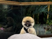 3 AYLIK ERKEK POMERANIAN TEDDY