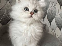 SAF KAN BRİTİSH LONGHAİR