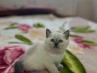 BİBLO BLUEPOİNT YAVRU KEDİMİZ