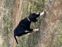 1 yaşında Av Köpeği