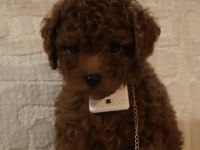 Kore poodle bebeklerim teslime hazır