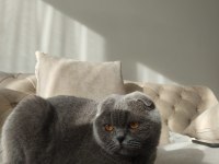 Scottish fold çok uysal prensesimiz