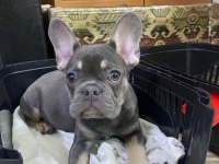 Fransız Bulldog 3.5 Aylık