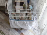 Yumurtlamaya hazır çift muhabbet kuşu