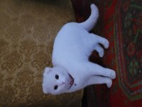 3 yaşında Scottish fold