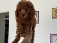 Petmode köpek çiftliğinde ziyarete açık toy poodle