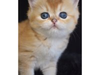 British Shorthair Golden Yavrular