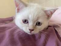 British shorthair
