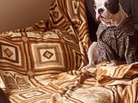FRENCH BULLDOG 6 AYLIK