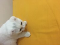 Scottish Fold