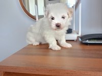 Terrier can dostları bunlar
