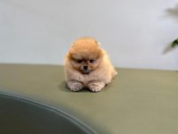 Show kalite a class pomeranian boo erkek dişi