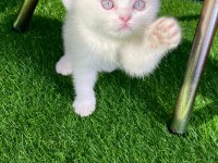 Kırık kulak bembeyaz scottish fold yavru