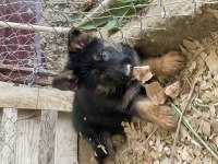 ÖZEL KAN HATTINDAN ALMAN KURDU YAVRULARI