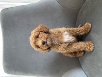 Toy Poodle Dişi Yavrumuz Yeni Ailesini Aramakta