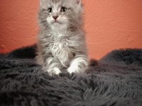 Ankaranın en seçkin sçr li maine coon yavruları