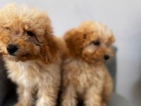 Kıvırcık maltipoo yavrularımız