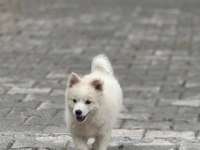 2 Aylık Dişi Tonya Finosu Yavrusu