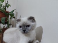 Safkan Scottish Fold Dostumuz Yeni Sahibini Arıyor