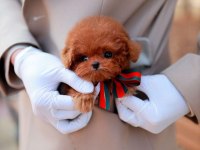 Safkan A Kalite Toy Poodle Bebeklerim