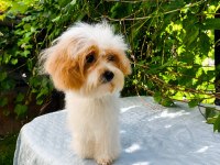 SÜTLÜ KAHVE TADINDA KORE MALTİPOO YAVRU