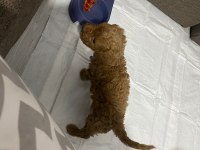 2 AYLIK SAĞLIKLI PED EĞİTİM DİŞİ REDBROWN TOY POODLE