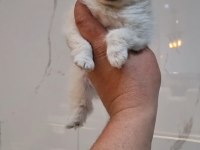 2 aylık pom dişi bebek