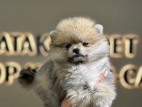ankaranın en seçkin pomeranian yavrusu