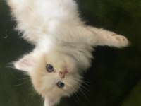 2 aylık iran kedisi