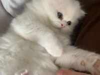 Duygularınızı değiştirecek chinchilla bebişlerim