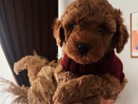 Minnacık toy boy poodle Kuzularım ev doğumlu