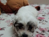 Terier Malta Maltese maltipoo Sıfırboy