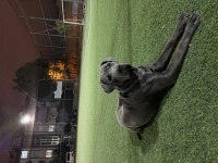 7.5 aylık dişi Cane Corso blue aşısı karnesi çipi tam