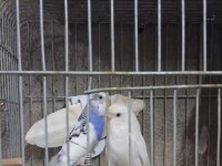 Renk güzeli muhabbet kuşu takımlar