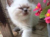 Yavru dişi british shorthair kediler