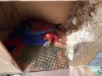 Belgeli konuşan yavru veren eclectus papağanı çift