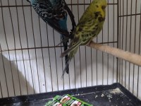 Show jumbo damızlık çift muhabbet kuşlar