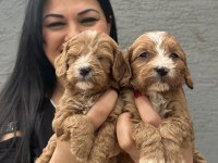 Safkan maltipoo yavrularım