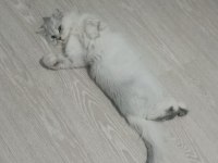 KEDİMİZE EŞ ARIYORUM