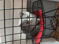 Ücretsiz sahiplendirme british shorthair