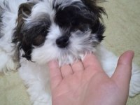 Shih tzu Badem hanım