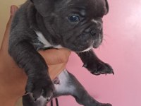 French bebekler solid blue