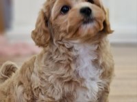 Kore Maltipoo Yavru