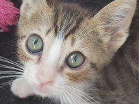 KARGA YUVA ARIYOR TEKİR KEDİMİZ