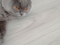 British shorthair erkek yavrumuz