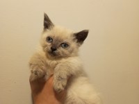 3 adet yavru british shorthair