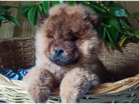 Chow chow yavrular